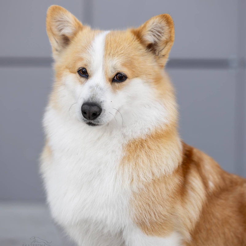 Яна