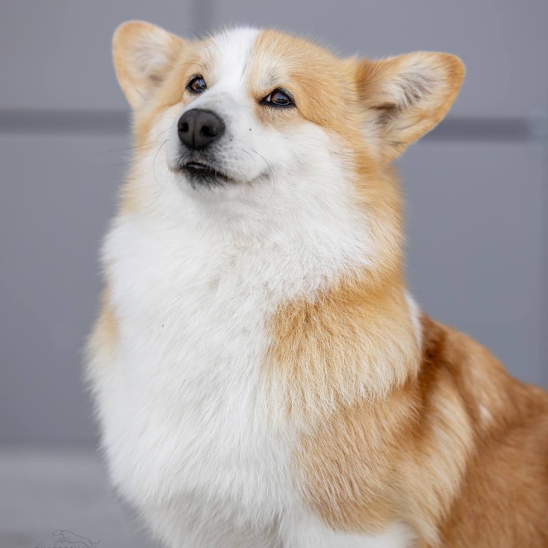 Яна