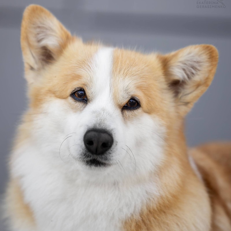 Яна