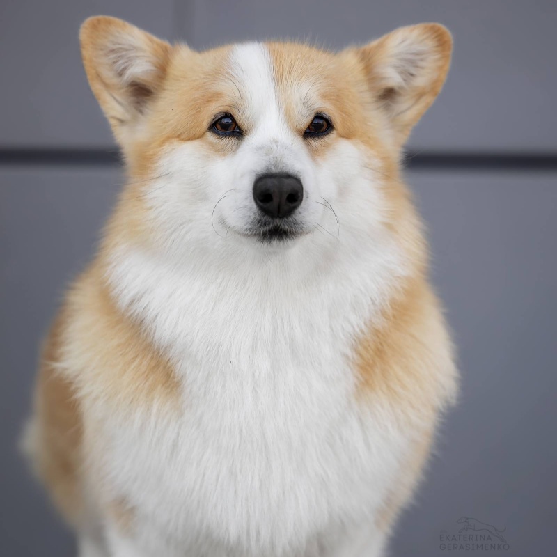 Яна